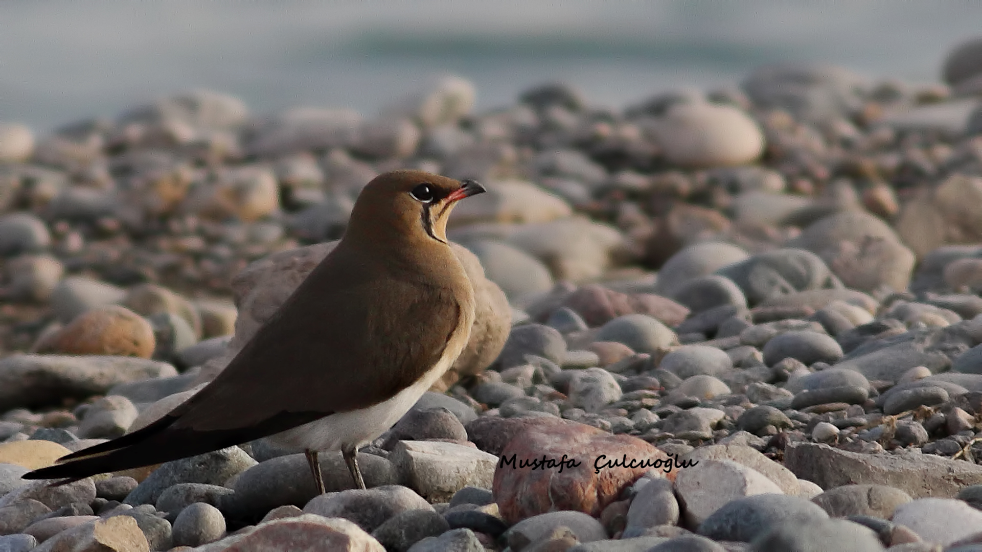 Black-winged Pratincole
